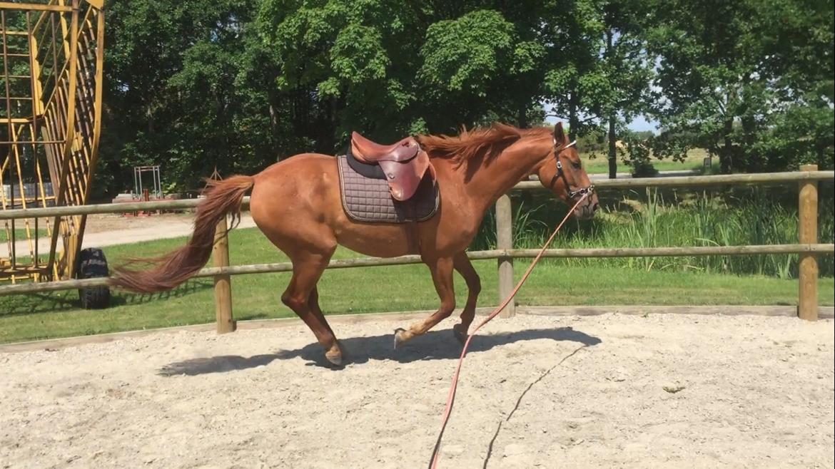 Palomino Holms Mr. Duddits billede 13