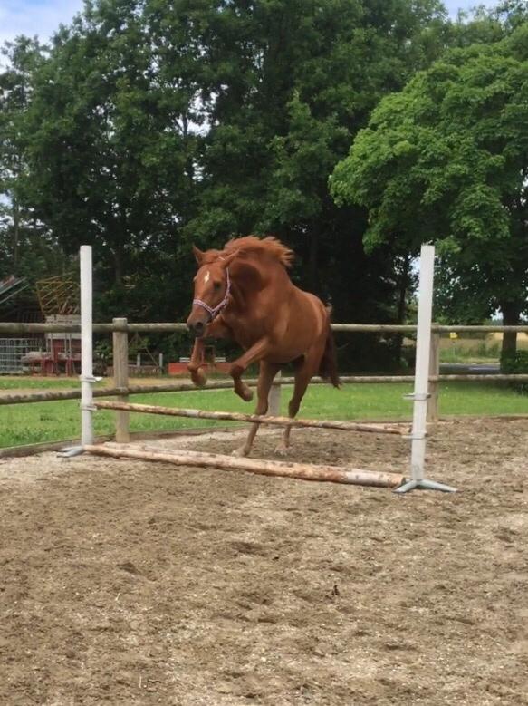 Palomino Holms Mr. Duddits billede 15