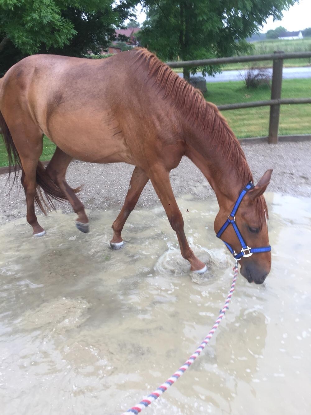 Palomino Holms Mr. Duddits billede 16