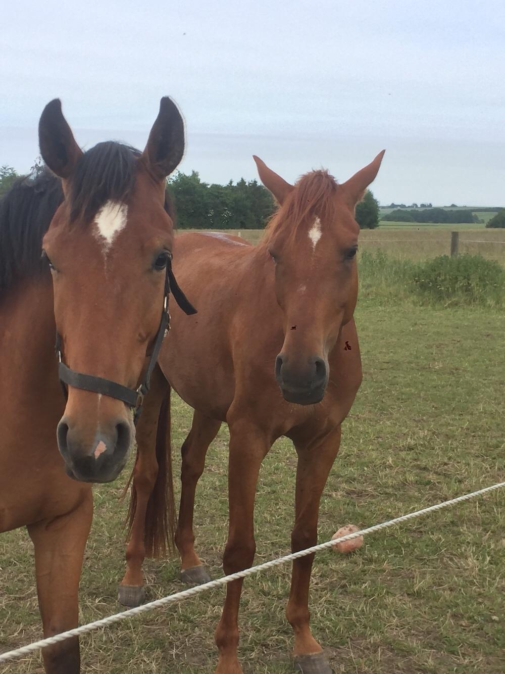 Palomino Holms Mr. Duddits billede 17