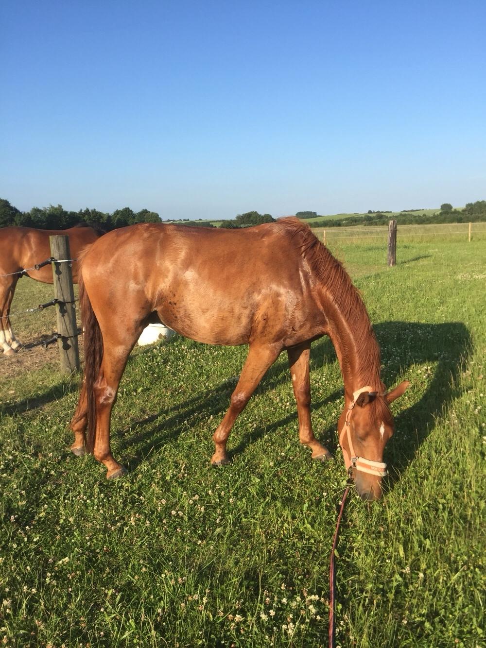 Palomino Holms Mr. Duddits billede 18