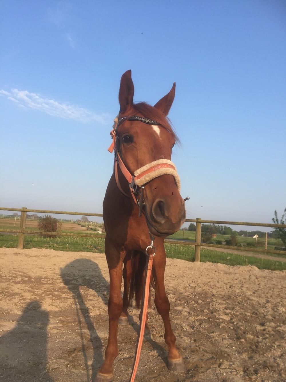 Palomino Holms Mr. Duddits billede 20