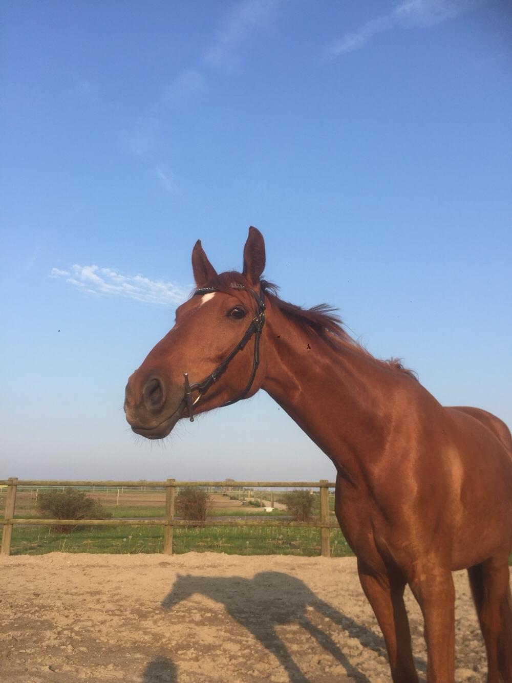 Palomino Holms Mr. Duddits billede 19