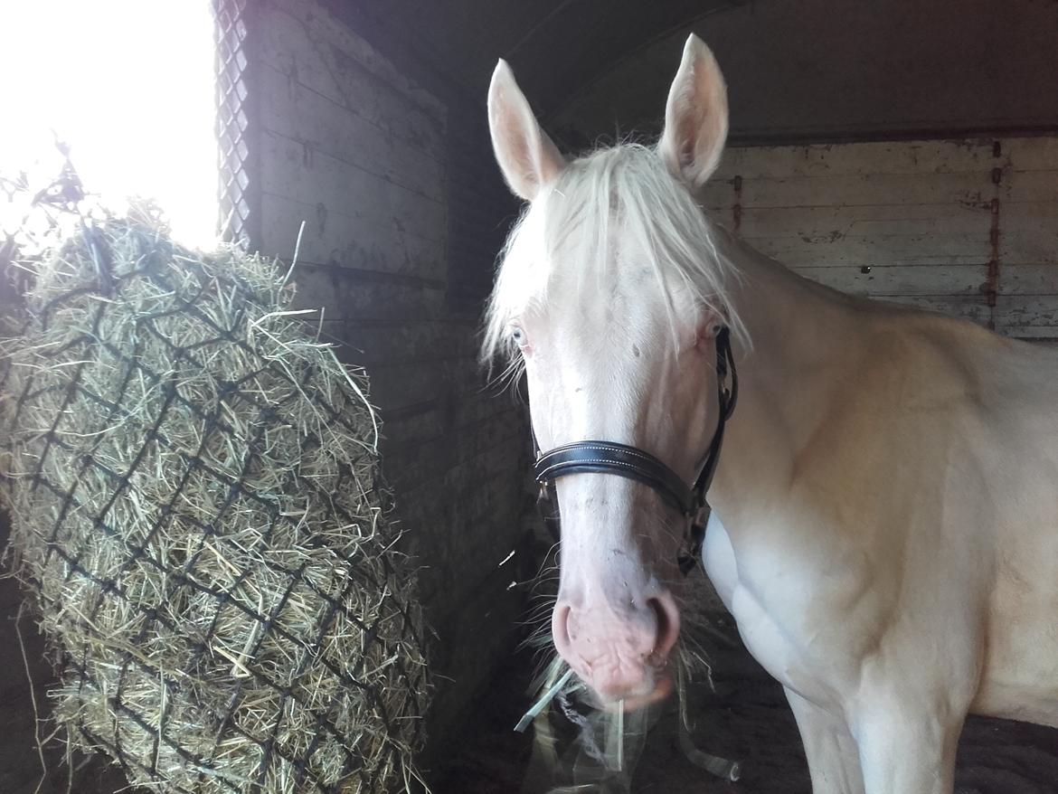 Anden særlig race Dyrekjærs Amazing Damian (solgt) billede 9