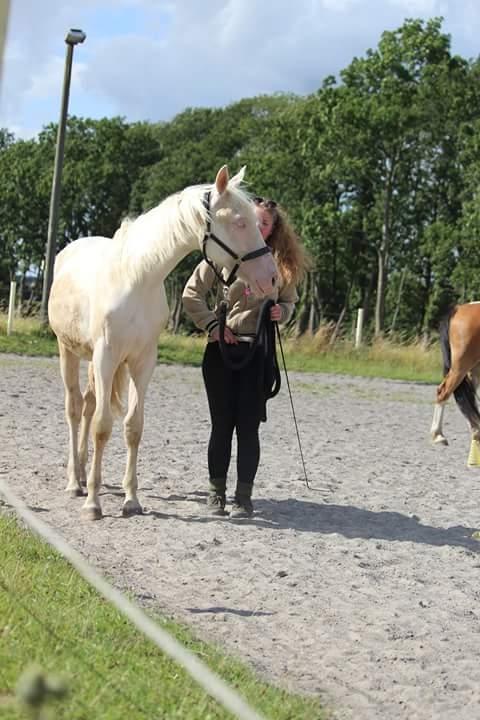 Anden særlig race Dyrekjærs Amazing Damian (solgt) billede 8