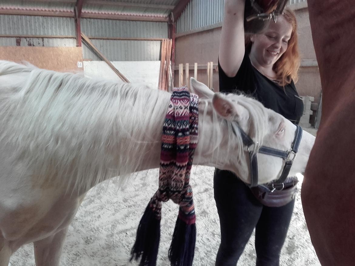 Anden særlig race Dyrekjærs Amazing Damian (solgt) billede 7