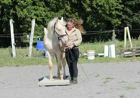 Anden særlig race Dyrekjærs Amazing Damian (solgt) billede 2