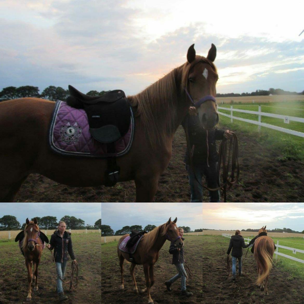 Arabisk fuldblod (OX) Emira bint Gharib ox *SOLGT* billede 41