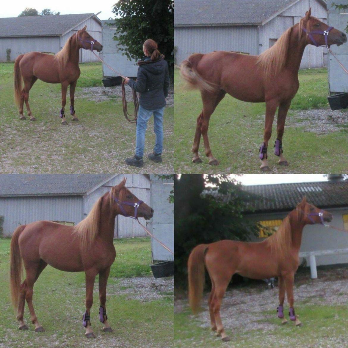 Arabisk fuldblod (OX) Emira bint Gharib ox *SOLGT* billede 40