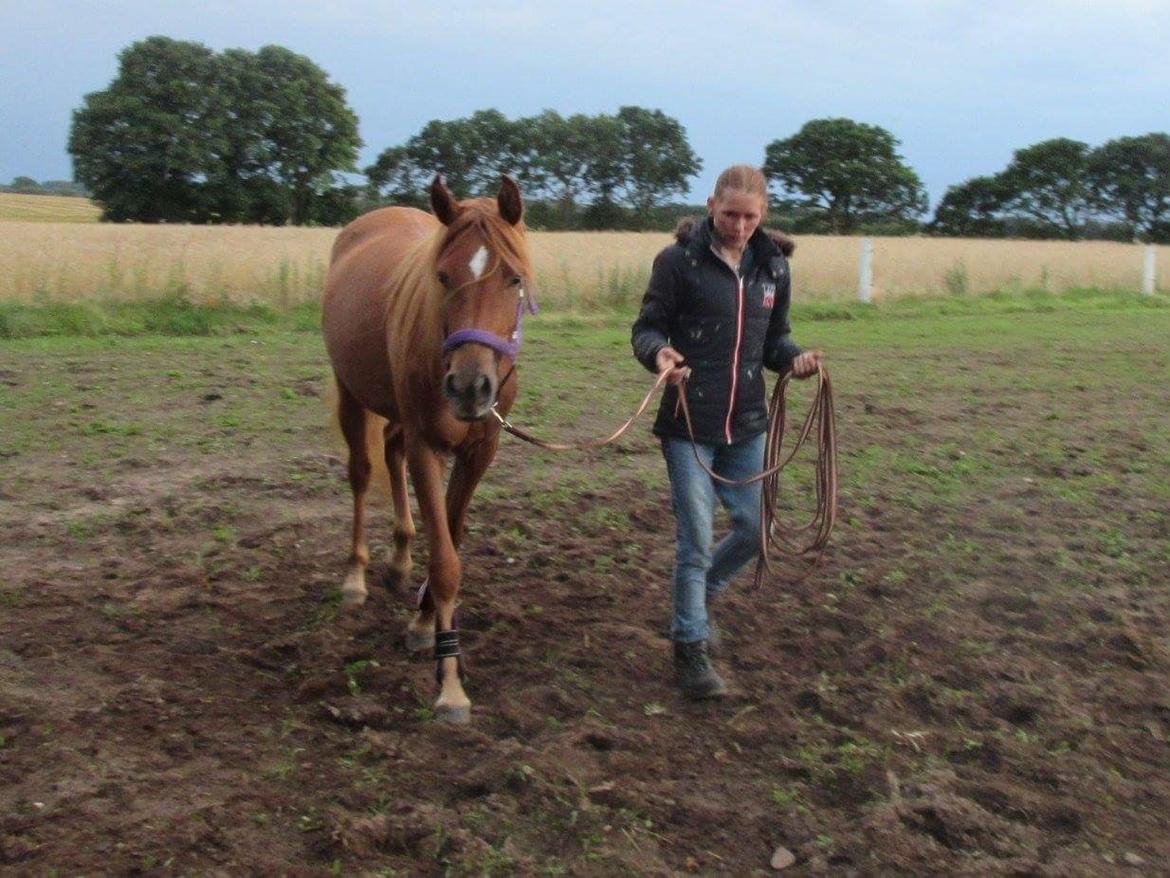 Arabisk fuldblod (OX) Emira bint Gharib ox *SOLGT* billede 42