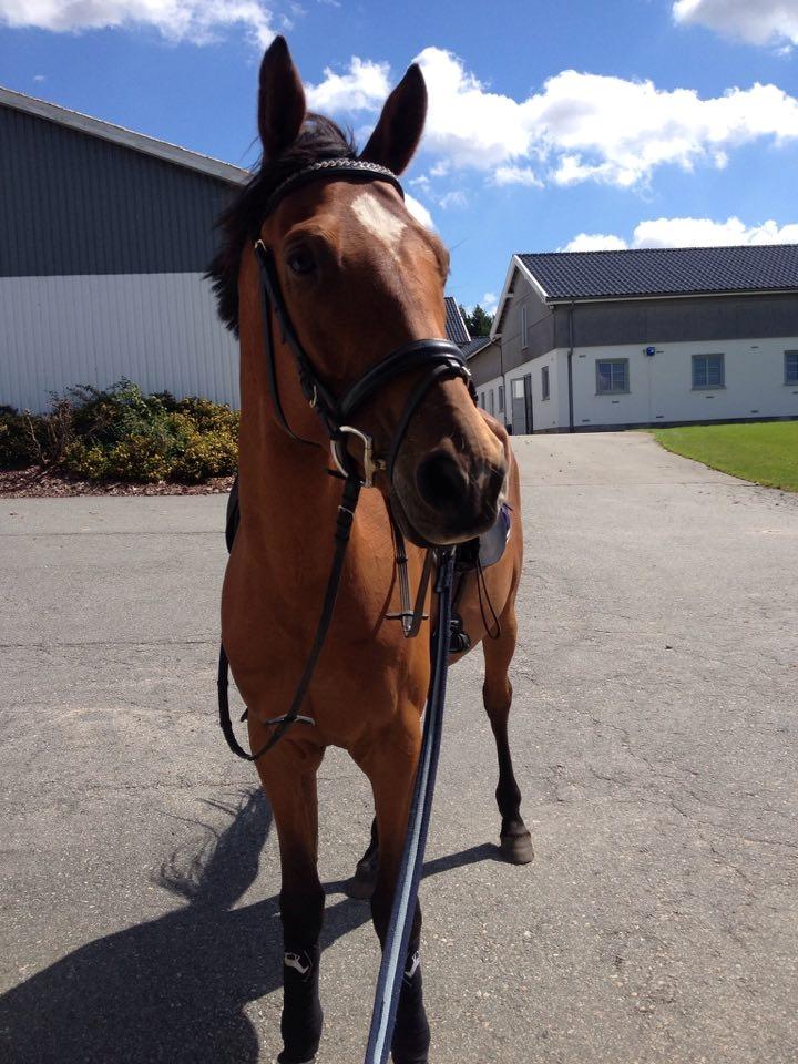 Sportsaraber (A) Aragorn's Choice billede 13