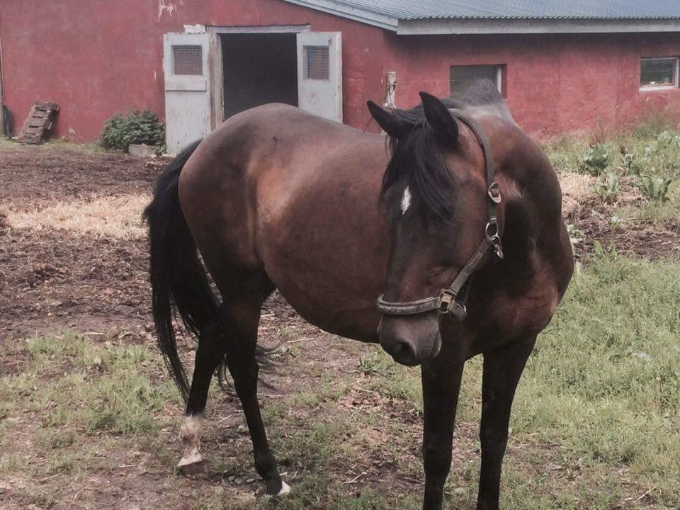 Paso-Peruanos Naranja billede 2