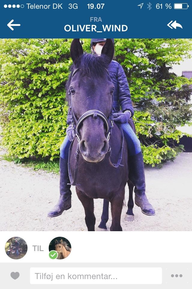 New Forest Martini hedevang billede 2