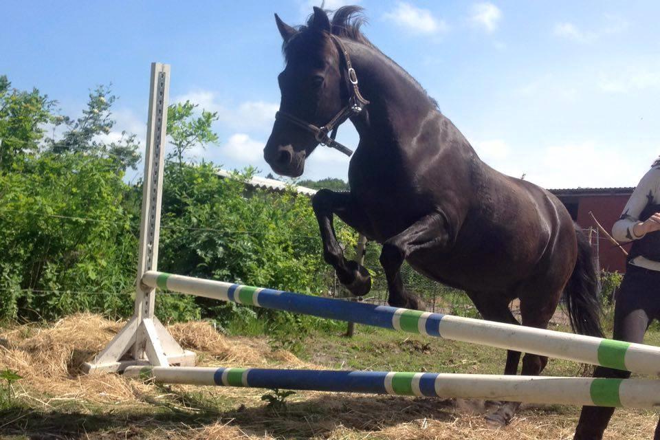 New Forest Martini hedevang billede 1