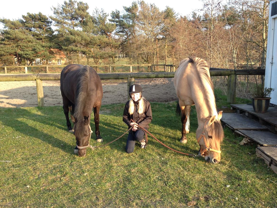 New Forest Martini hedevang billede 8