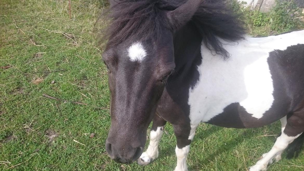 Anden særlig race sarah billede 3