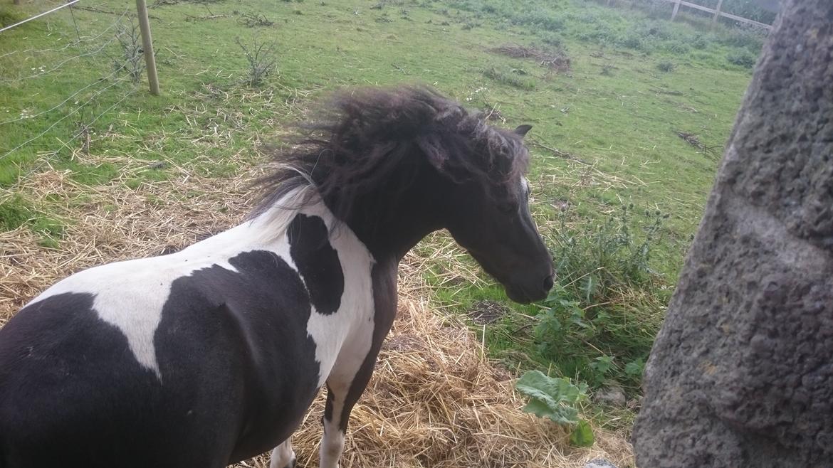 Anden særlig race sarah billede 5