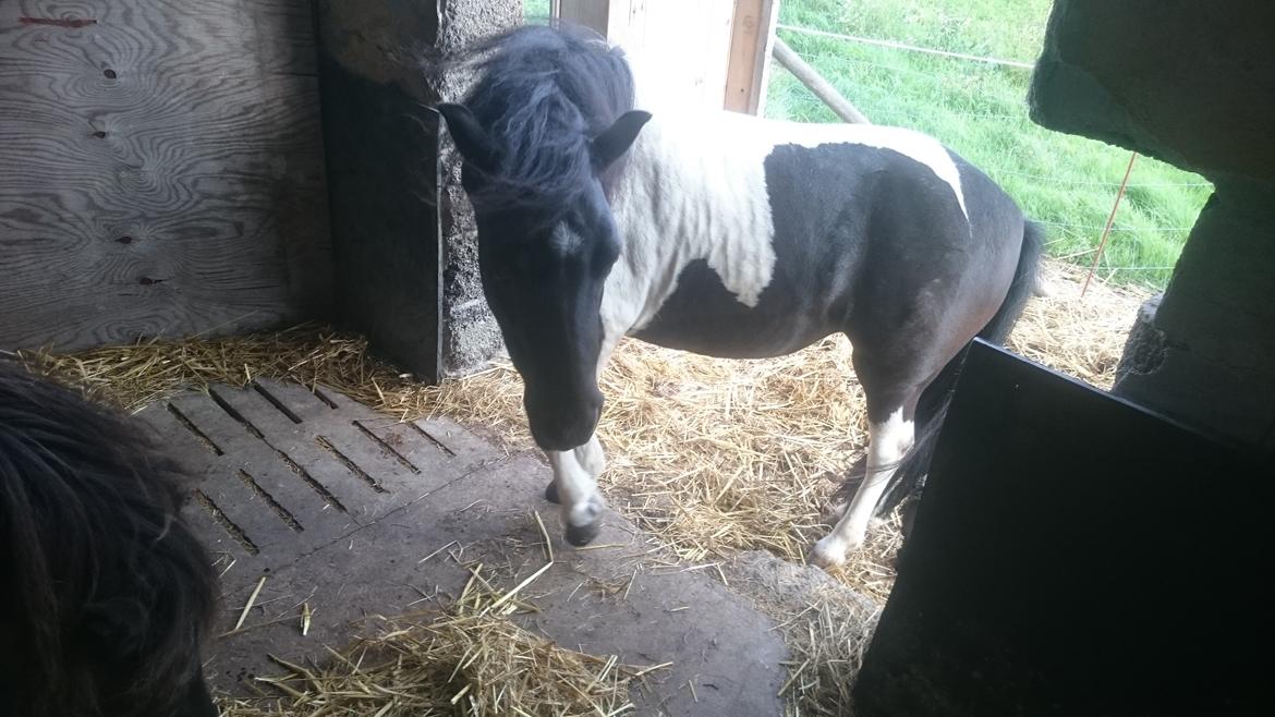 Anden særlig race sarah billede 6