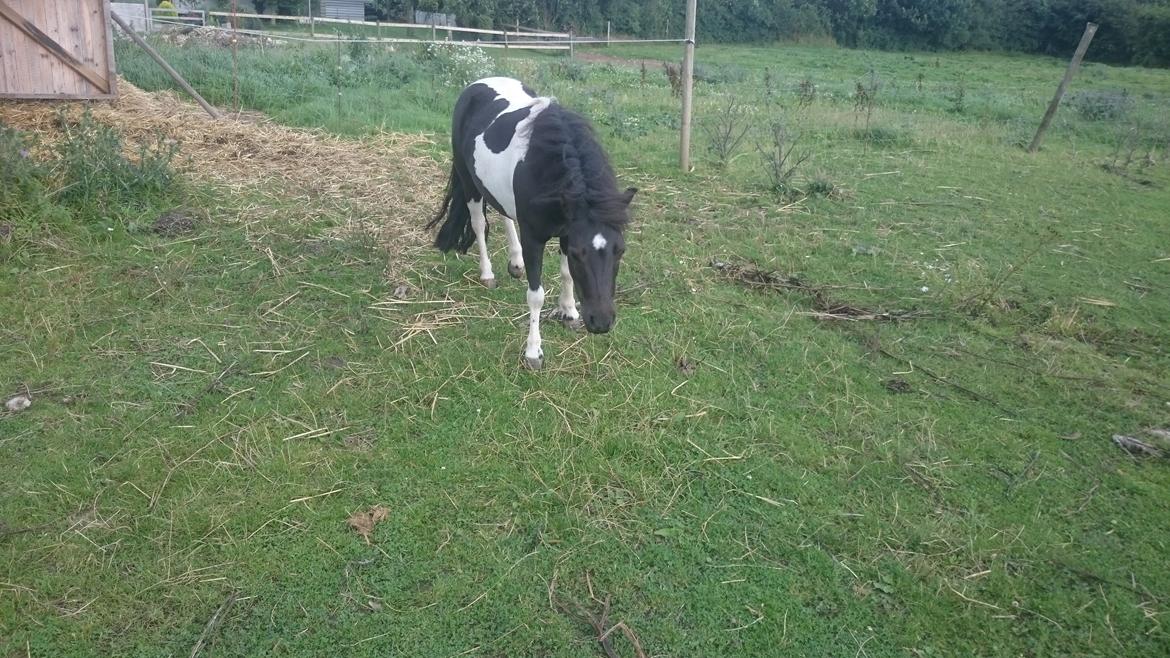 Anden særlig race sarah billede 4