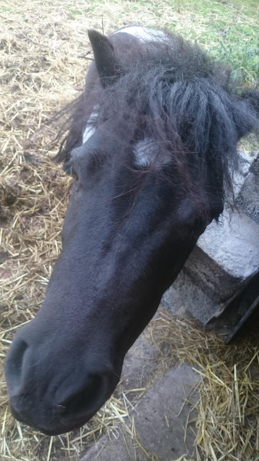 Anden særlig race sarah billede 8