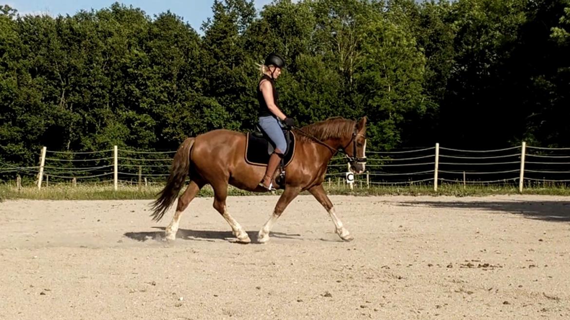 Welsh Pony af Cob-type (sec C) Pwllmelin Georgina (Blob)  billede 3