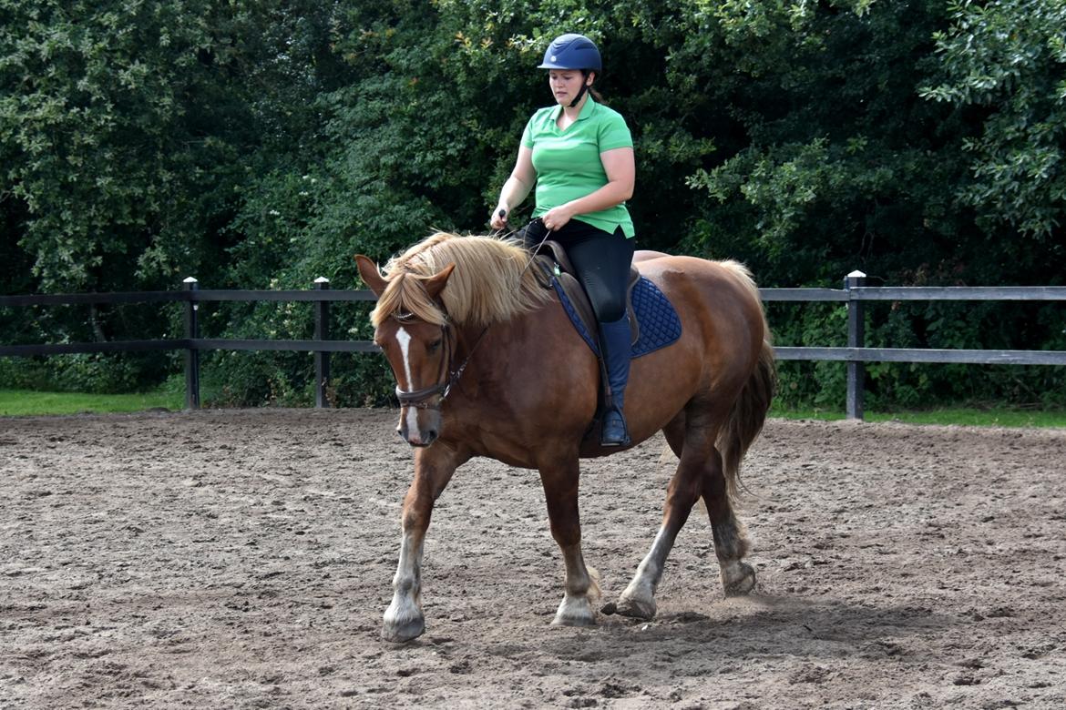 Sydtysk Koldblod Daedalus [Himmelhest] billede 2