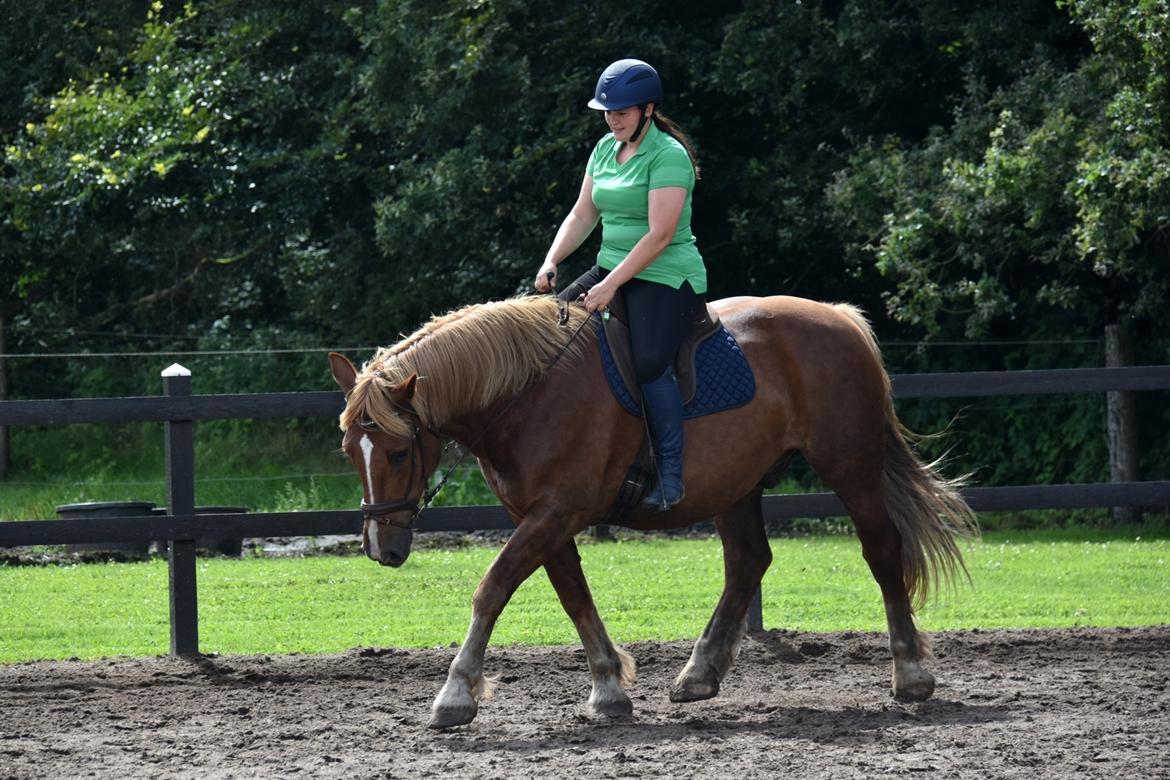 Sydtysk Koldblod Daedalus [Himmelhest] billede 3