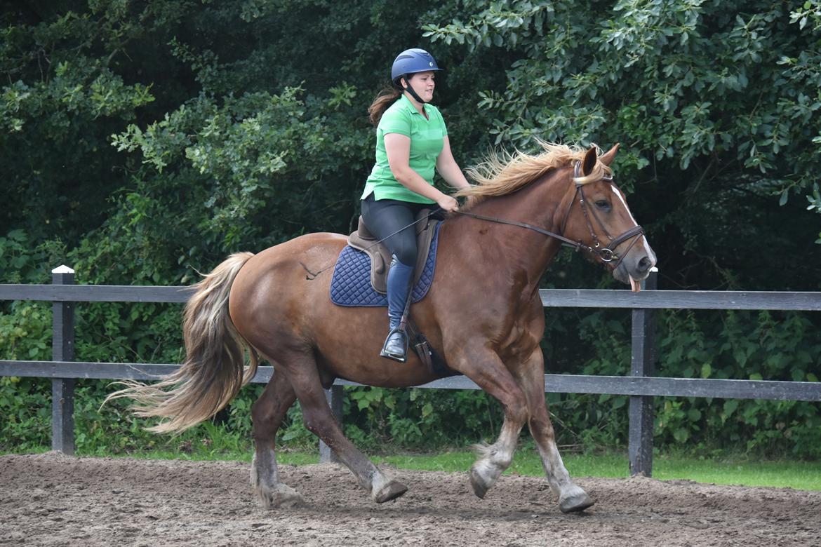 Sydtysk Koldblod Daedalus [Himmelhest] billede 5