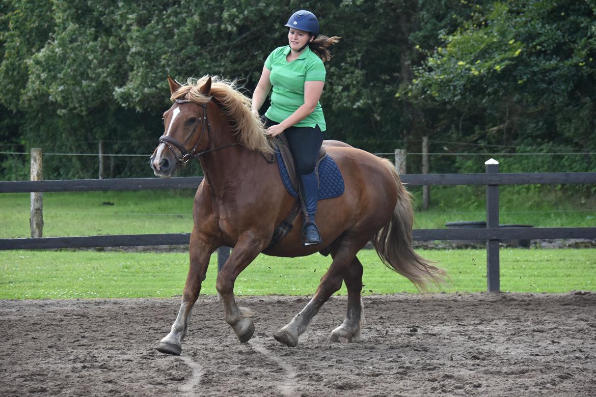 Sydtysk Koldblod Daedalus [Himmelhest] billede 6