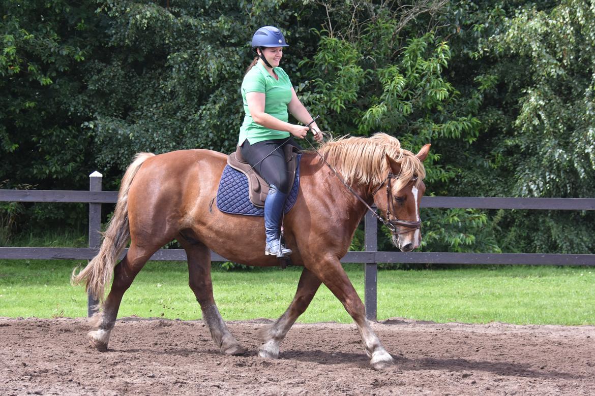 Sydtysk Koldblod Daedalus [Himmelhest] billede 4