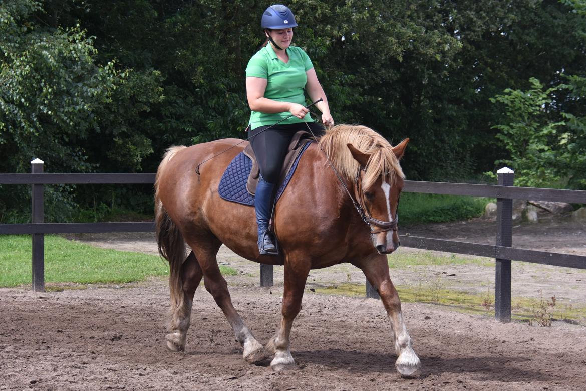 Sydtysk Koldblod Daedalus [Himmelhest] billede 7