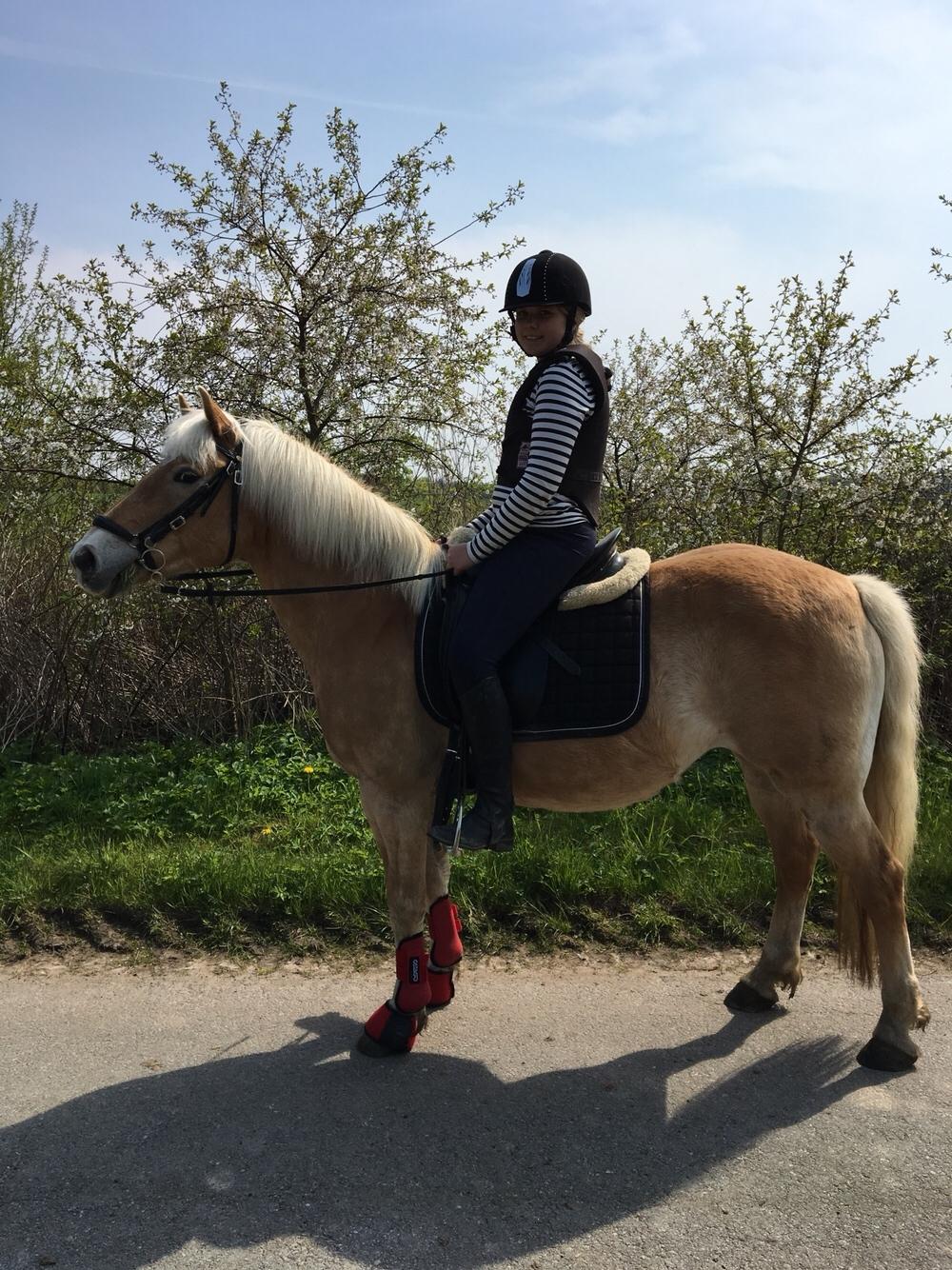 Haflinger Kiwi Elghusets billede 2