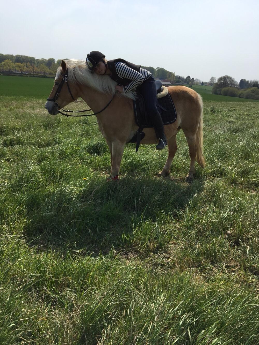 Haflinger Kiwi Elghusets billede 3