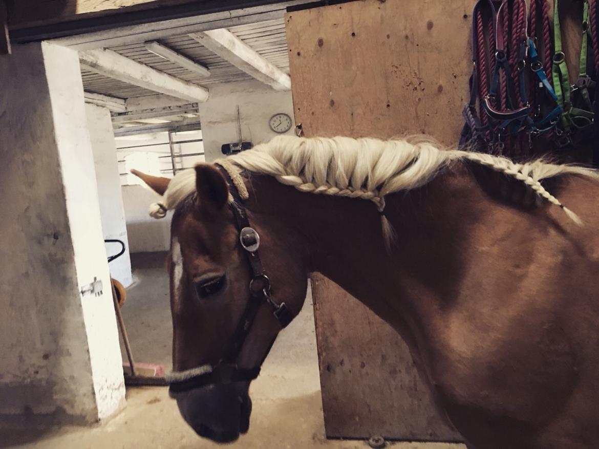 Haflinger Kiwi Elghusets billede 4