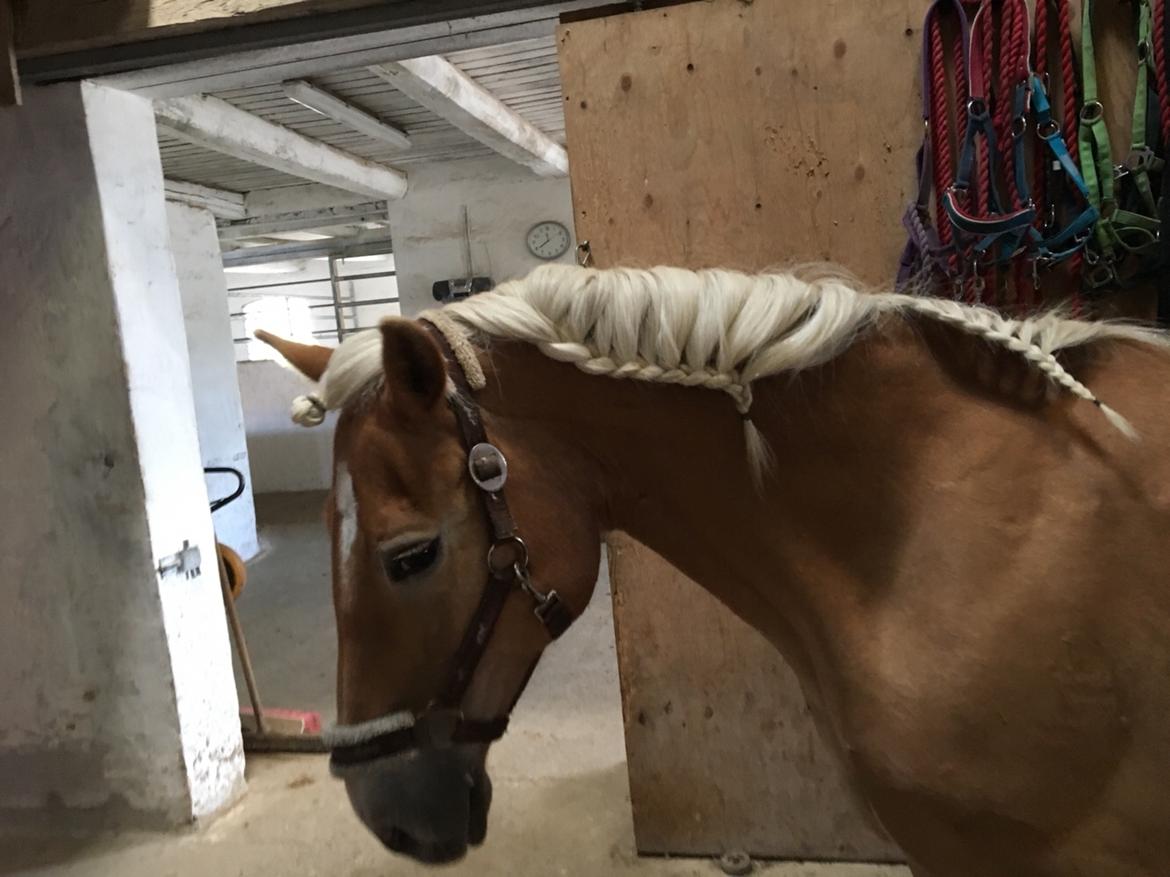 Haflinger Kiwi Elghusets billede 5