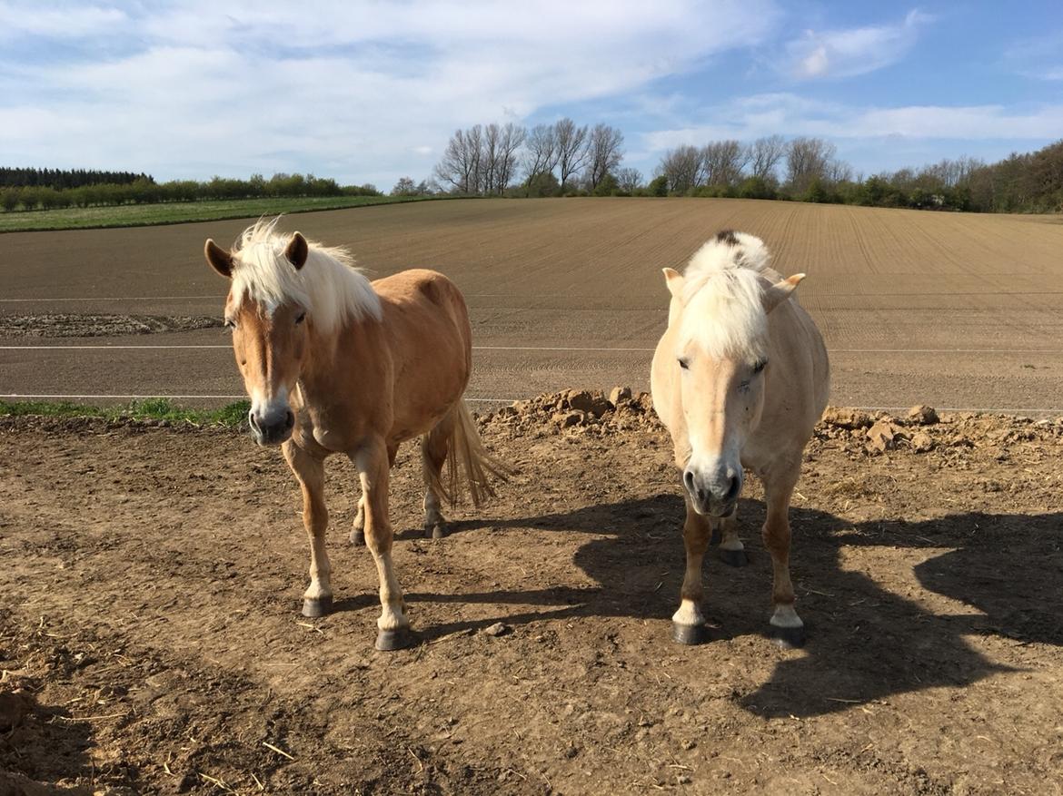 Haflinger Kiwi Elghusets billede 6
