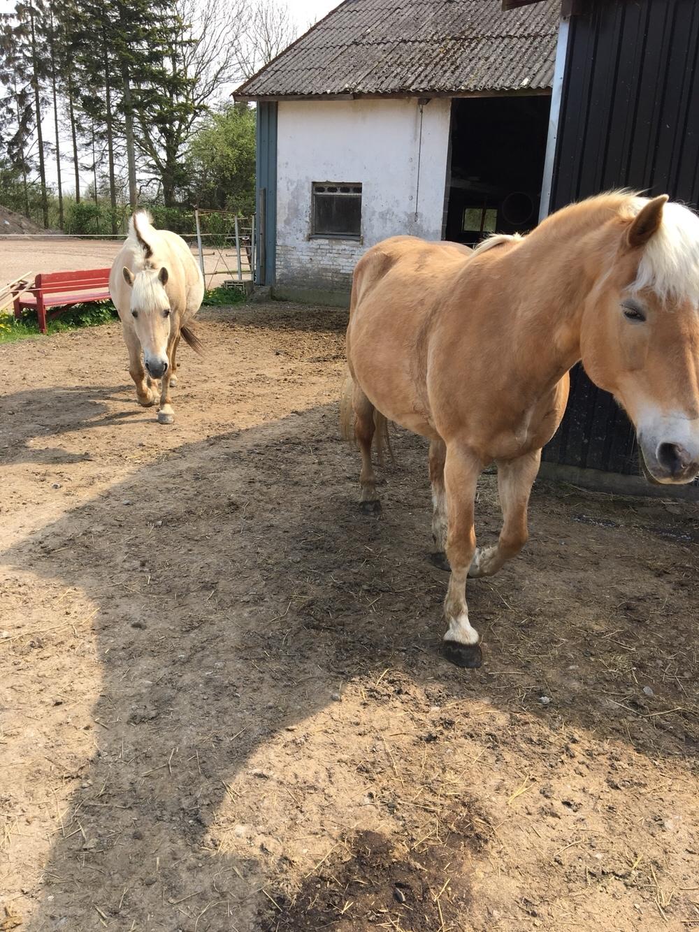 Haflinger Kiwi Elghusets billede 7