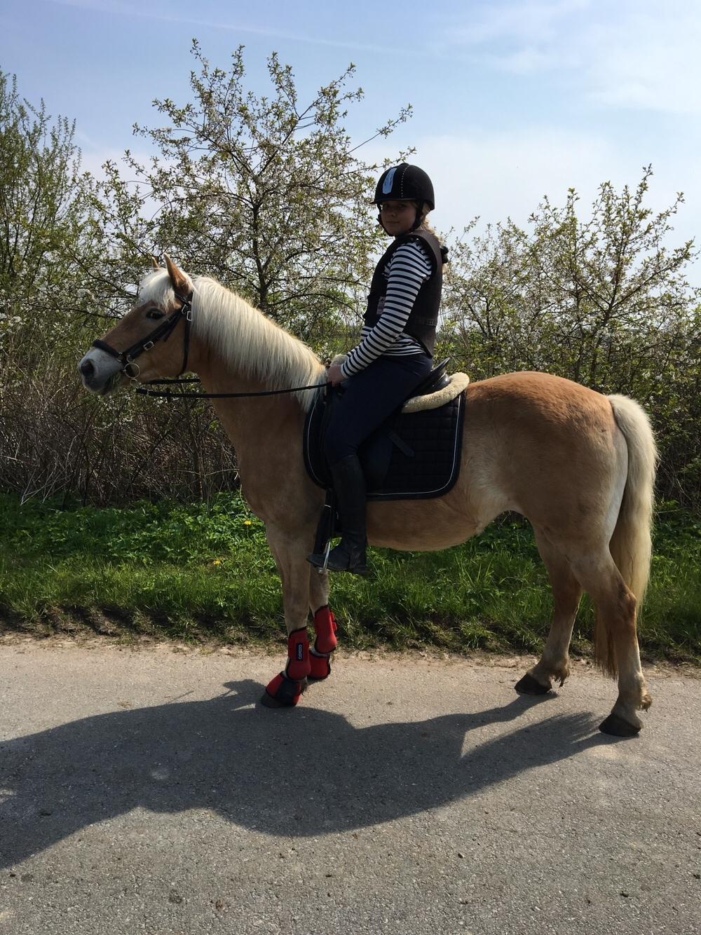 Haflinger Kiwi Elghusets billede 9