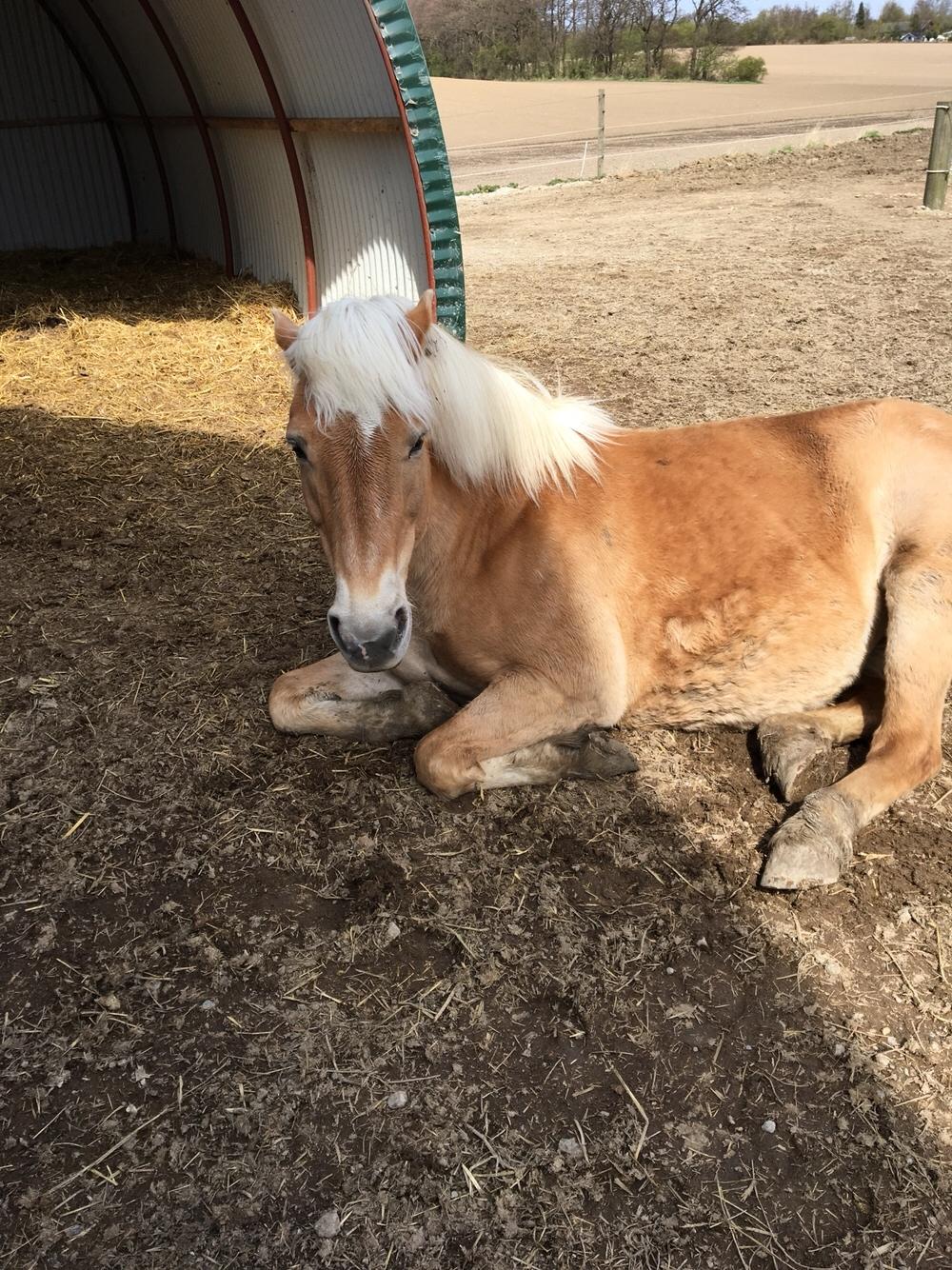 Haflinger Kiwi Elghusets billede 12