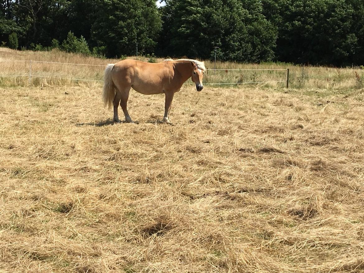 Haflinger Kiwi Elghusets billede 13