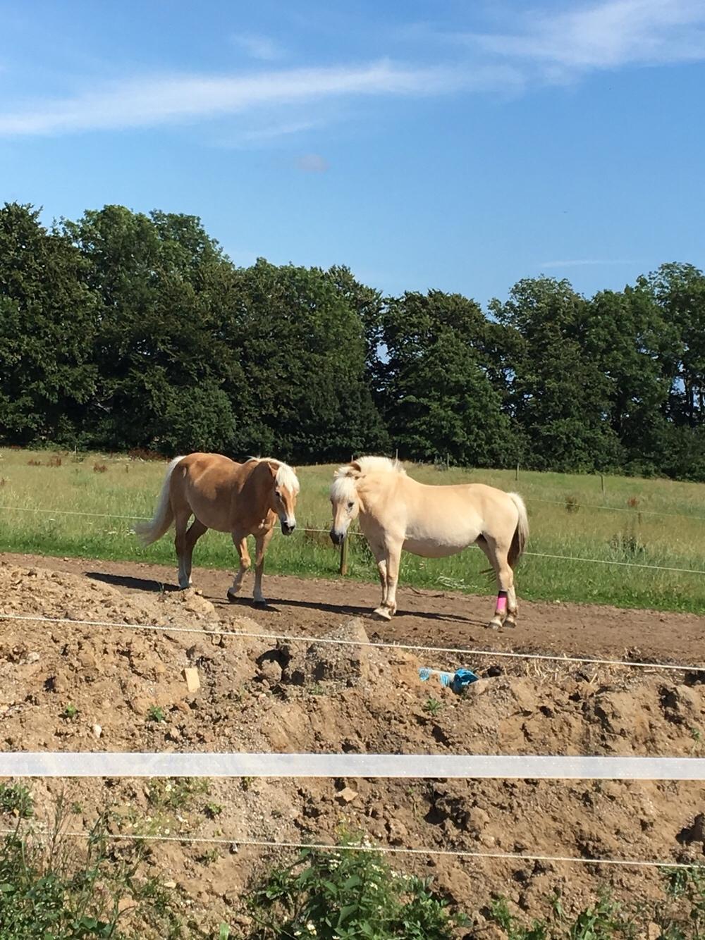 Haflinger Kiwi Elghusets billede 14