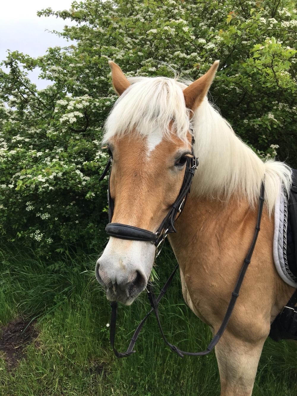 Haflinger Kiwi Elghusets billede 15