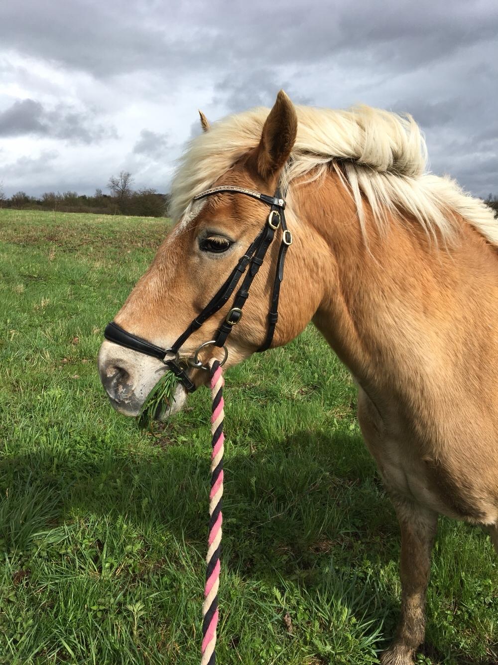 Haflinger Kiwi Elghusets billede 16