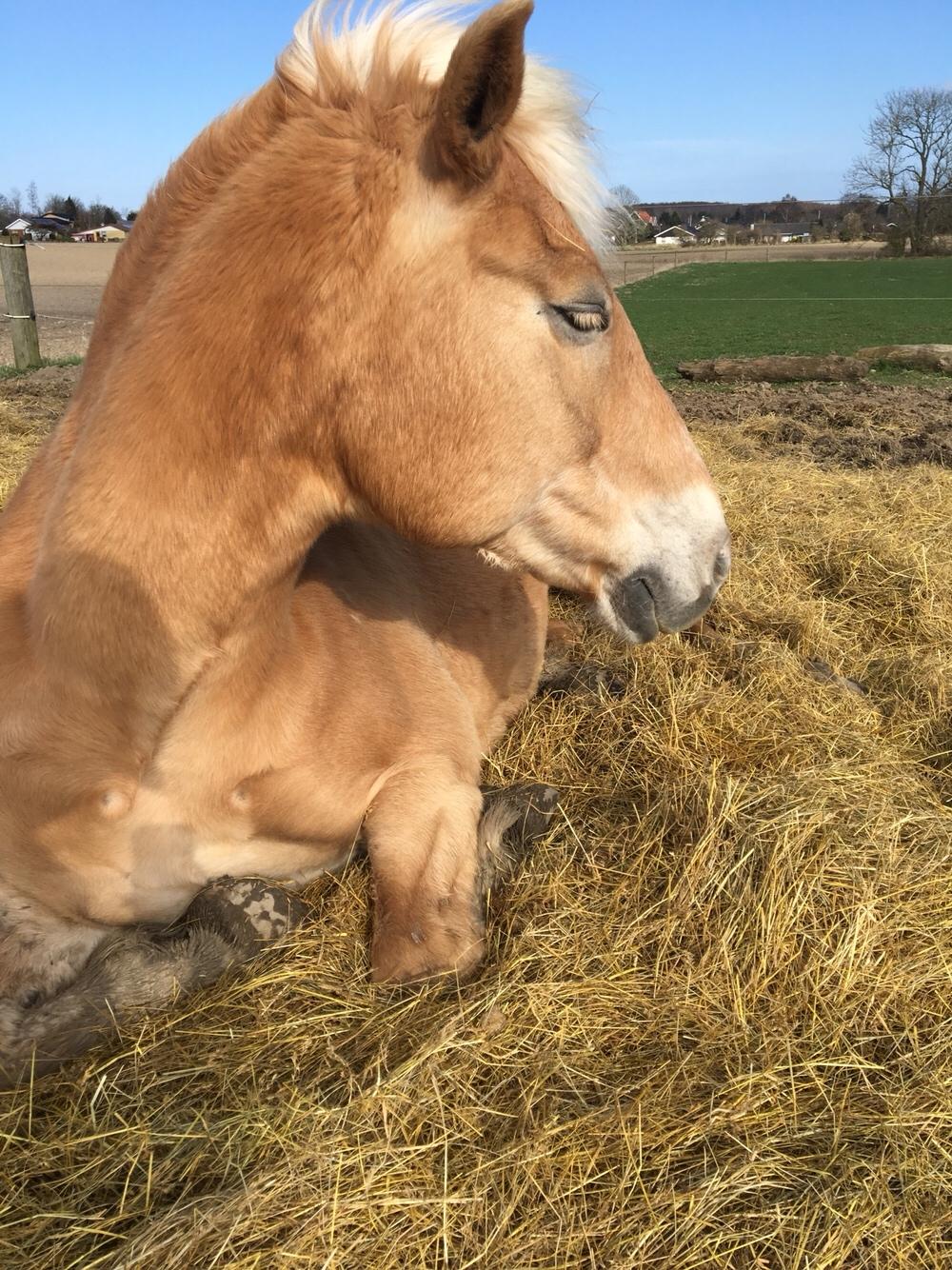 Haflinger Kiwi Elghusets billede 17