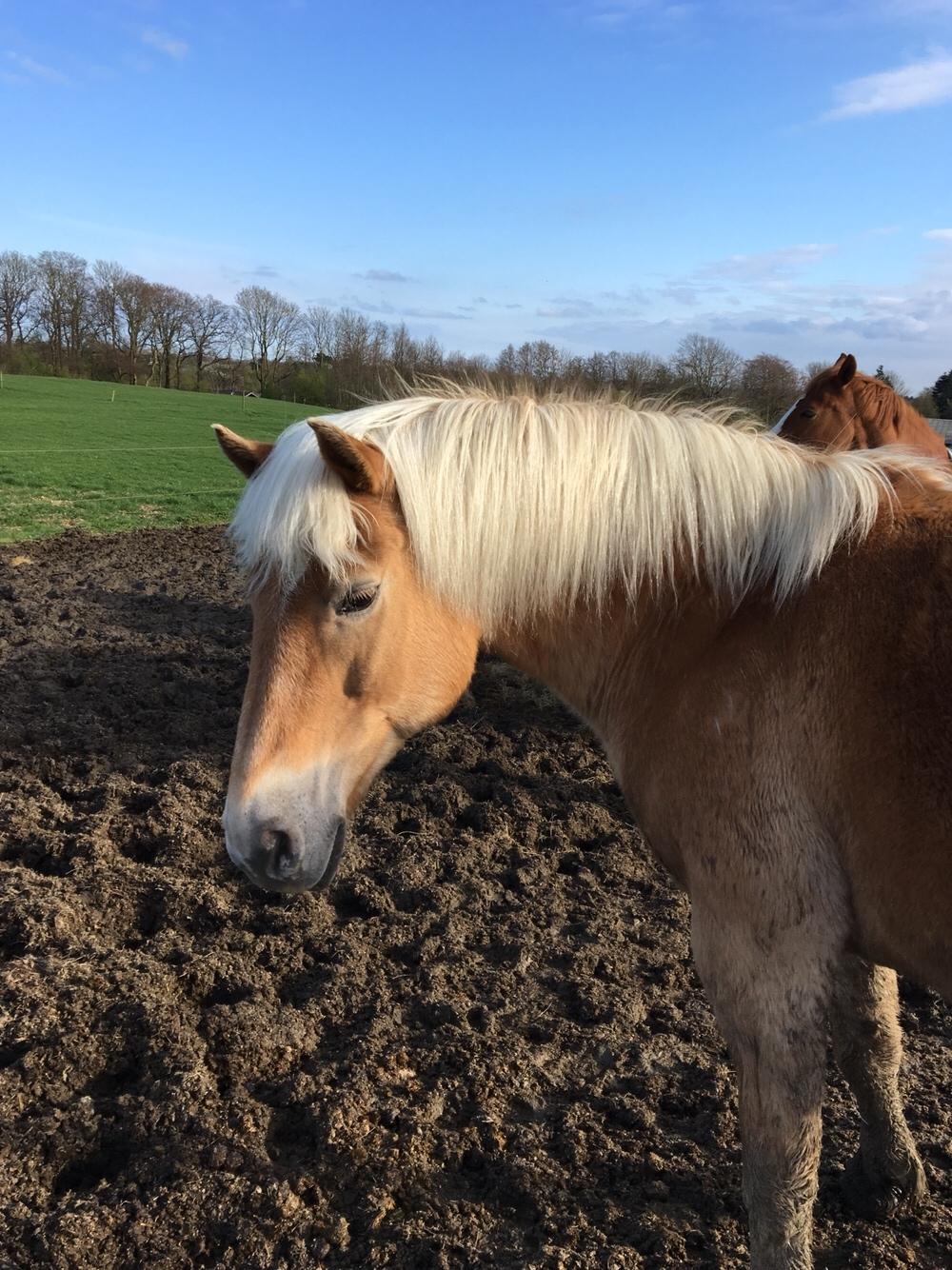 Haflinger Kiwi Elghusets billede 19