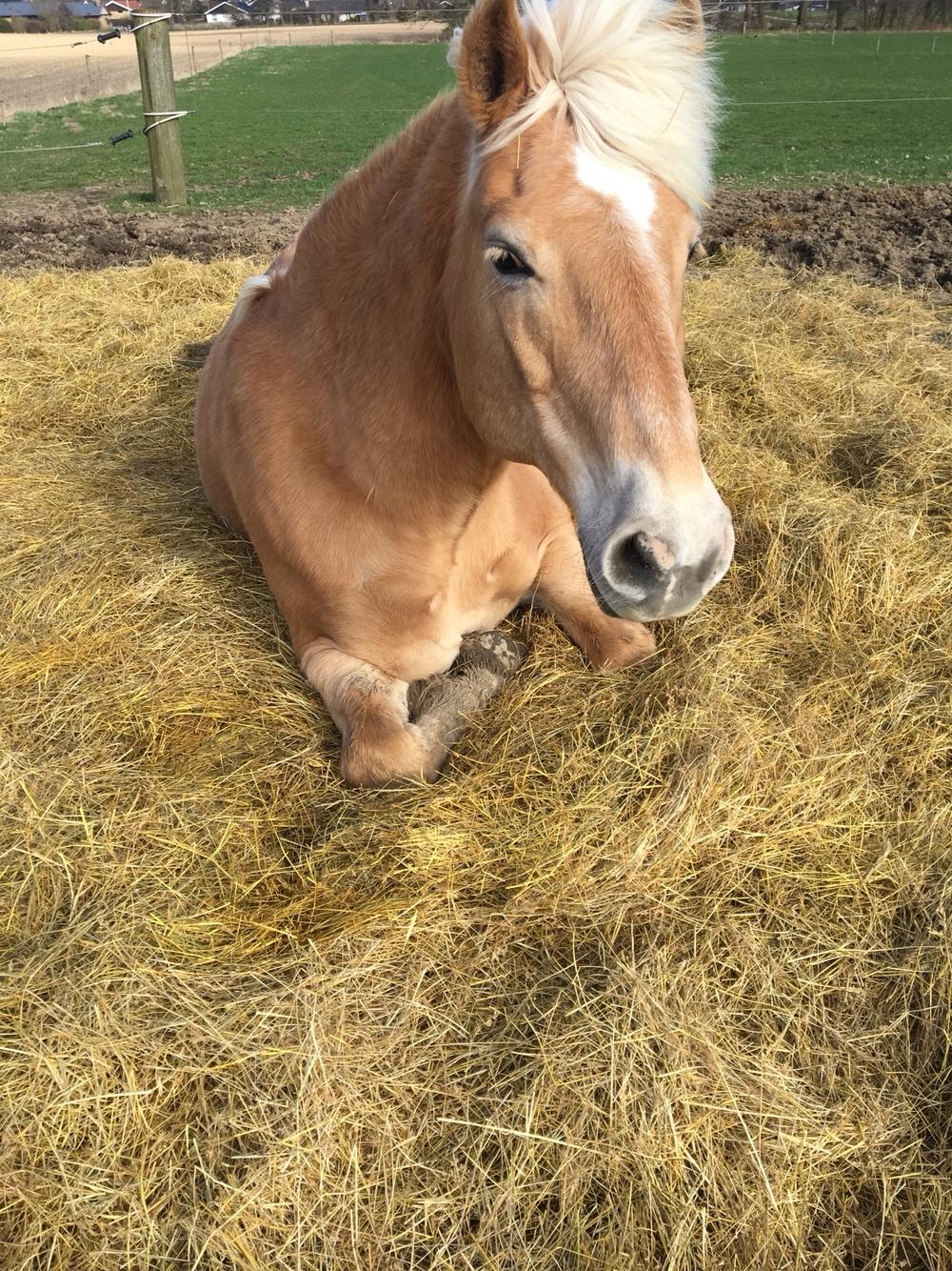 Haflinger Kiwi Elghusets billede 18