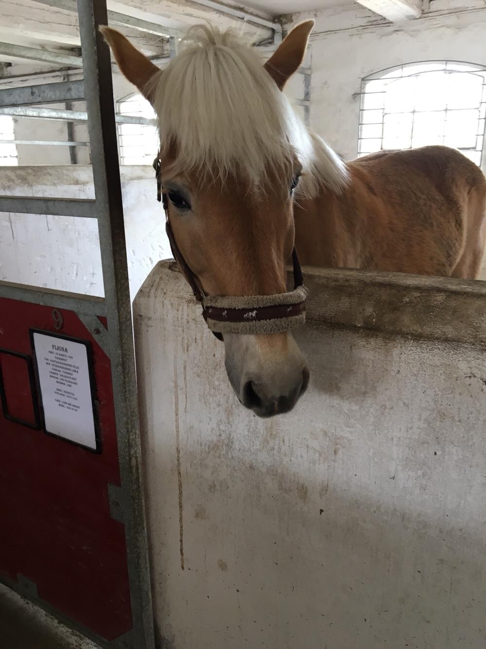 Haflinger Kiwi Elghusets billede 20