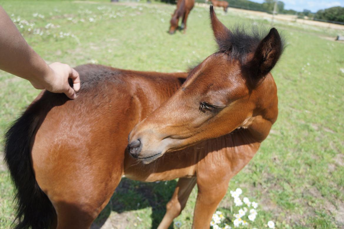 Paso-Peruanos Kinggardens Florita R.I.P. billede 3