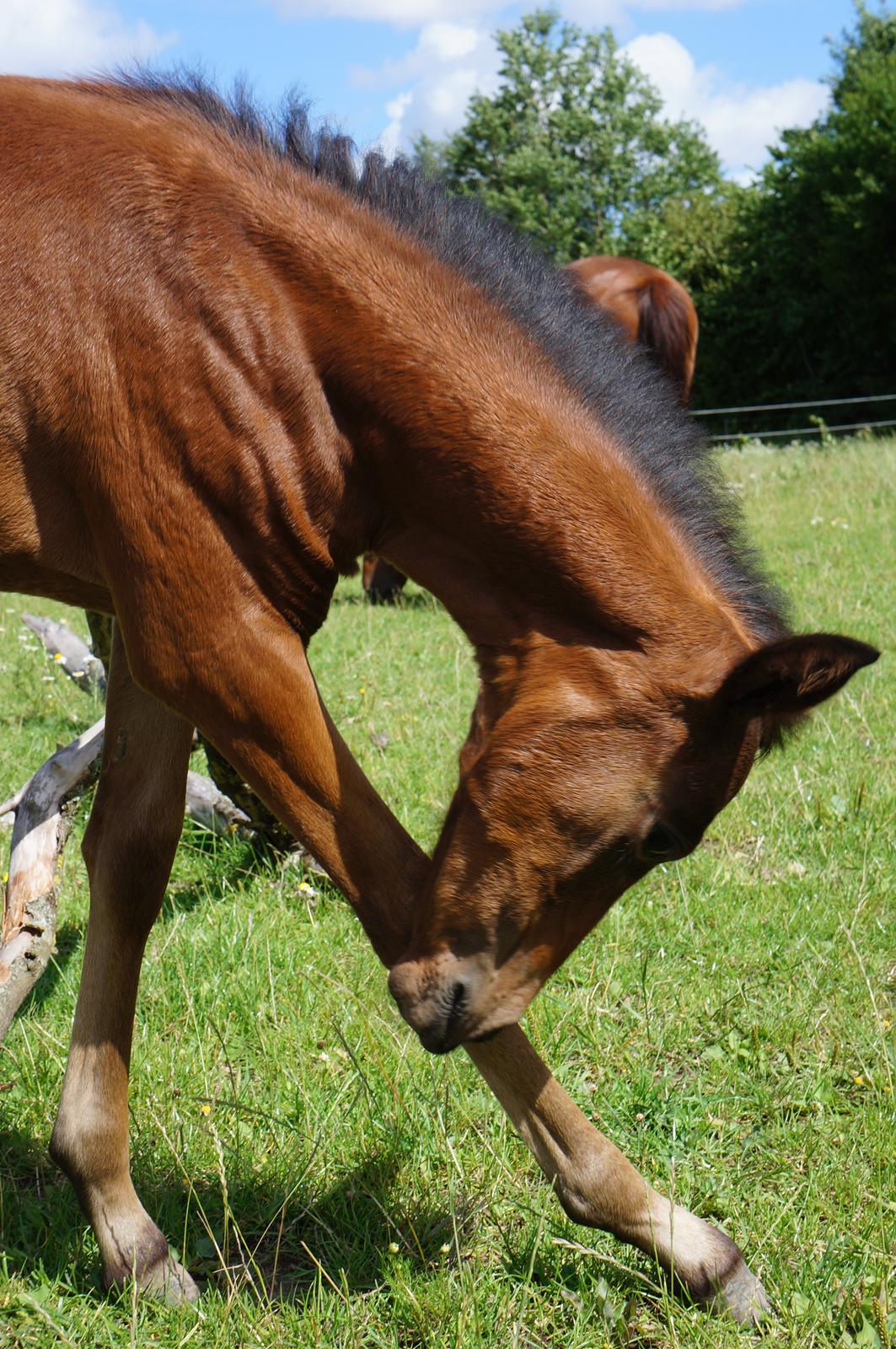 Paso-Peruanos Kinggardens Florita R.I.P. billede 6