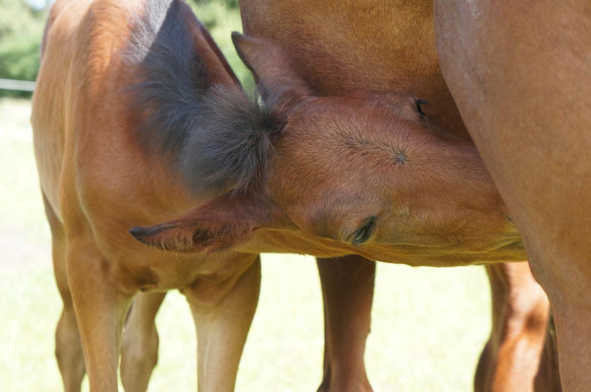 Paso-Peruanos Kinggardens Florita R.I.P. billede 7